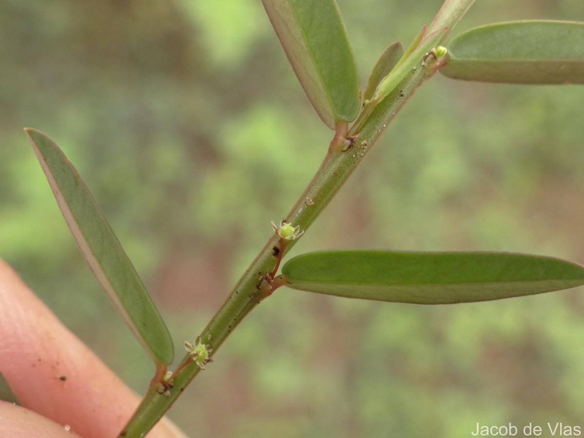 Phyllanthus virgatus G.Forst.